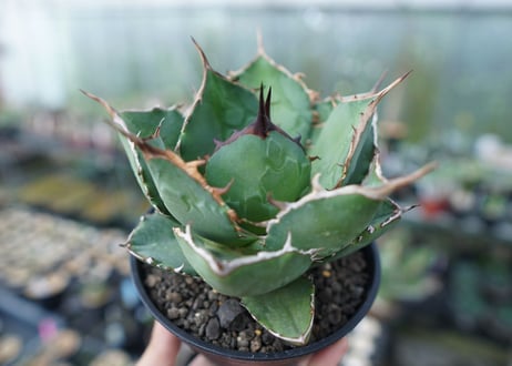 アガベ　チタノタ　FO-76　agave titanota  FO-76 No.2