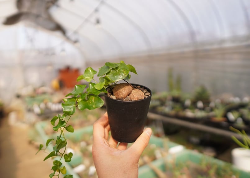 3連休セール！亀甲竜、仕立て株！② 亀甲竜、休眠しない？！と、気になっている方！大丈夫です。それは