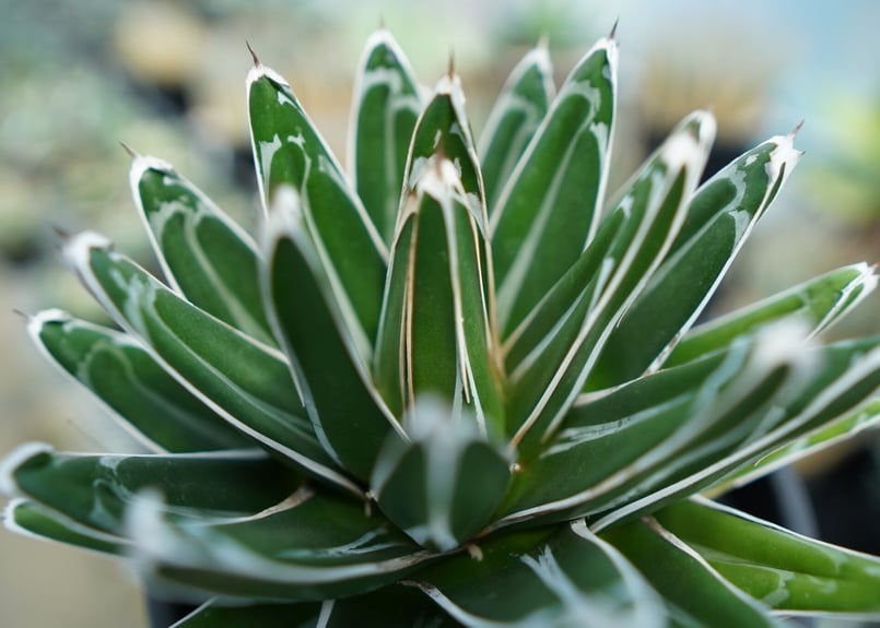 アガベ 笹の雪 Agave victoriae reginae | mana's farm:塊