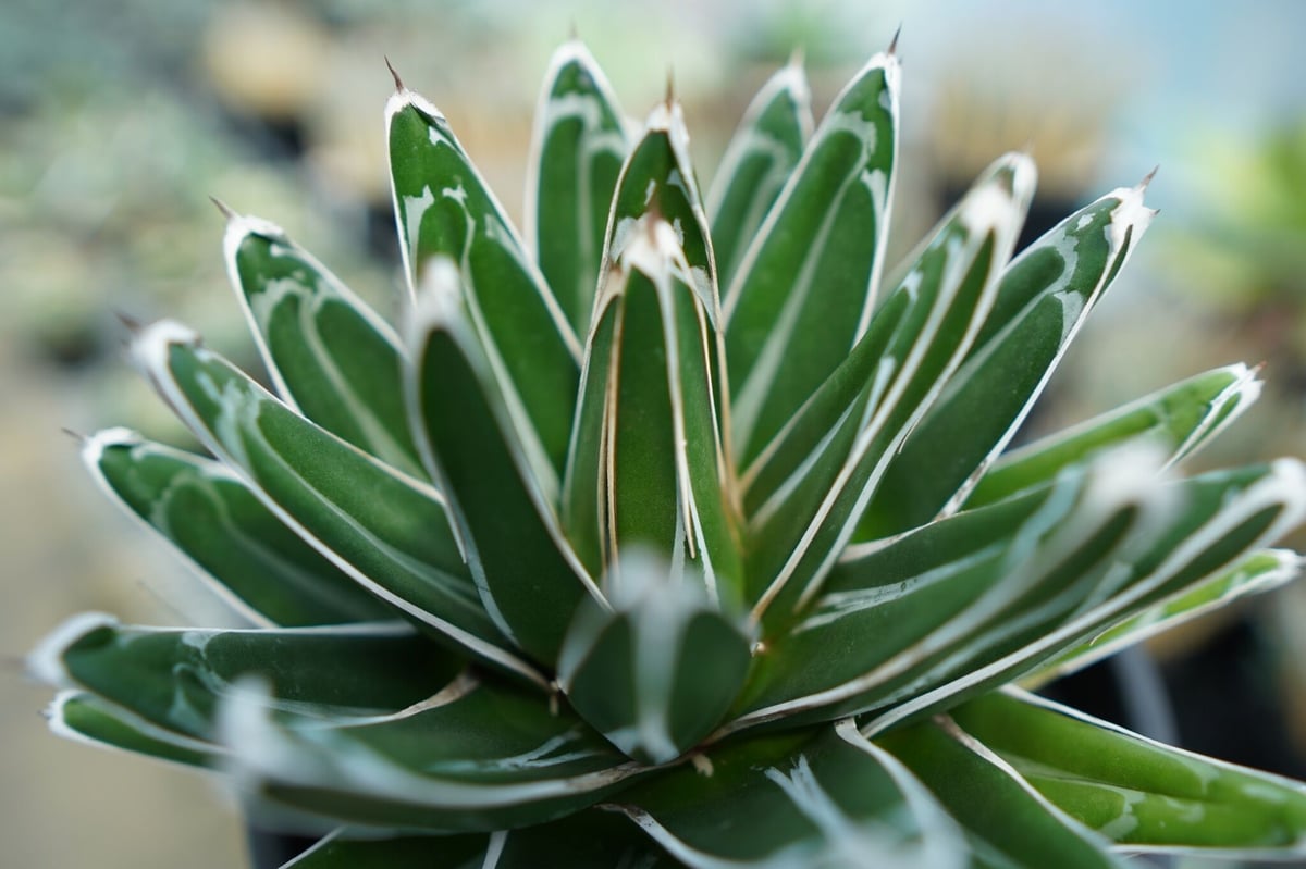 アガベ 笹の雪 Agave victoriae reginae | mana's farm:塊