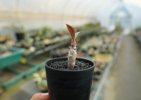 パキポディウム　バロニー　Pachypodium baronii  No.3