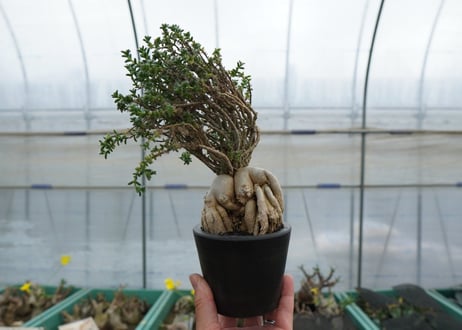 姫紅小松　Trichodiadema bulbosum  No.4