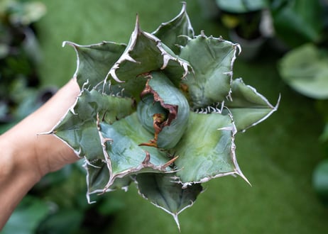 Agave titanota 白鯨嚴龍 A NO.3