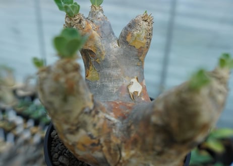 パキポディウム　エブレネウム　Pachypodium eburneum　No.1