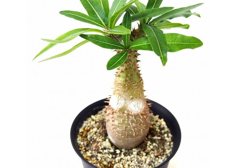 Pachypodium makayense パキポディウム マカイエンセ 魔界玉 | mana