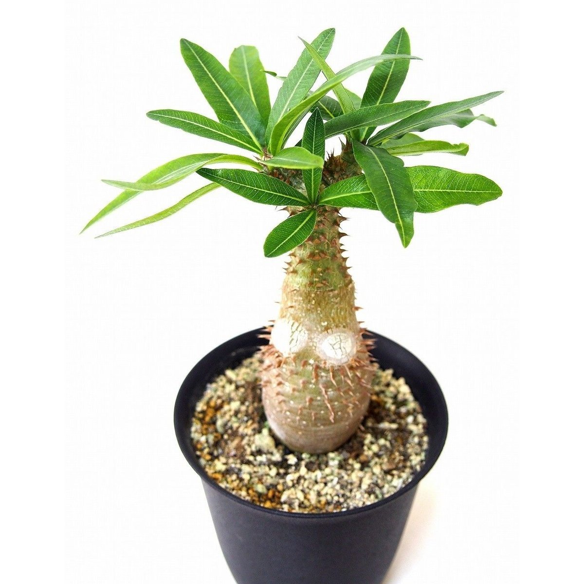 Pachypodium makayense パキポディウム マカイエンセ 魔界玉