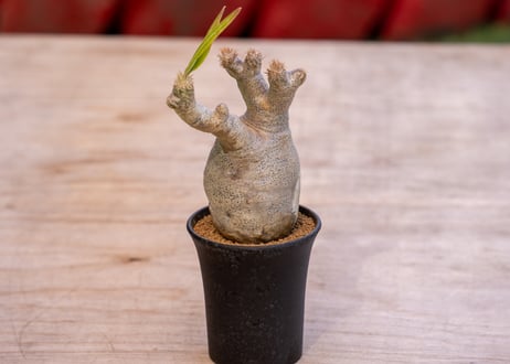 パキポディウム イノピナツム 【発根済み】