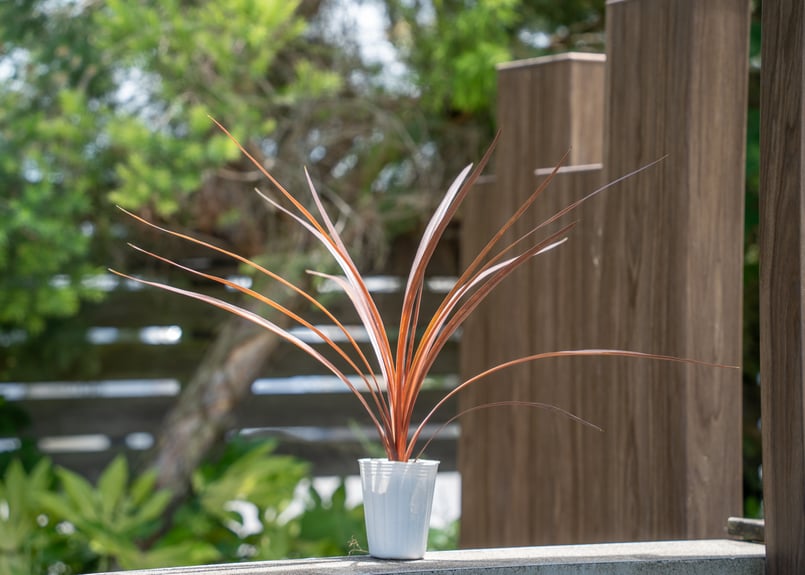 コルジリネ | mana's farm:塊根植物・アガベ・ドライガーデン植物販売