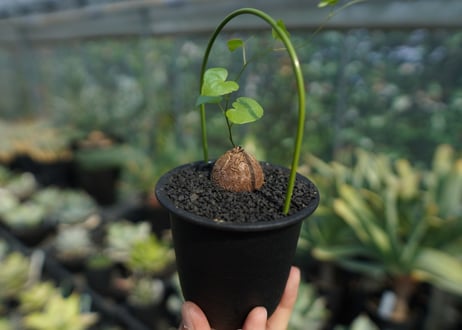 亀甲竜　Dioscorea elephantipes No.10