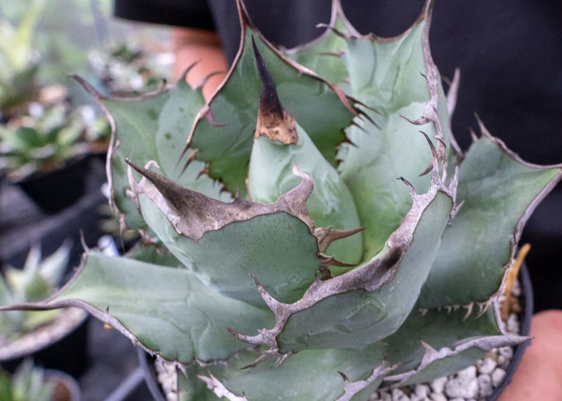 アガベ チタノタ | mana's farm:塊根植物・アガベ・ドライガーデン植物