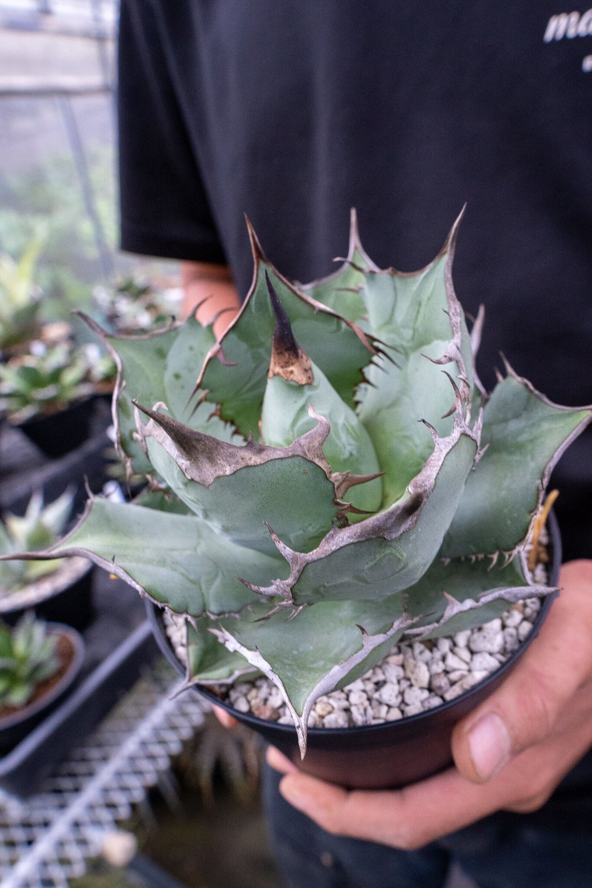 アガベ チタノタ | mana's farm:塊根植物・アガベ・ドライガーデン植物