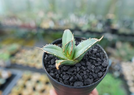 アガベ　チタノタ　FO-76　Agave titanota  FO-76　No.6