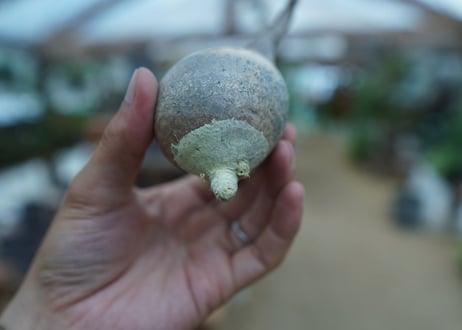 【抜き苗】パキポディウム　グラキリス　 Pachypodium Gracilius  No.6