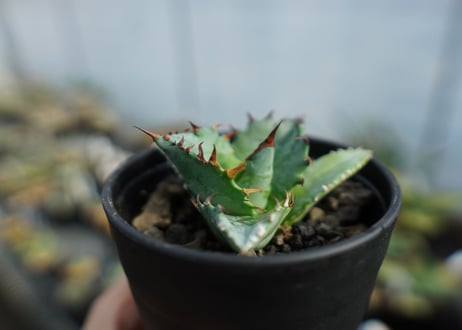 アガベ　チタノタ　ブルー　agave titanota Blue 　No.2