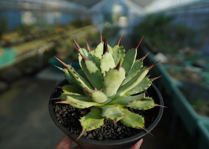 アガベ マクロアカンサ×ポタトラム Agave macroacantha×potatorum
