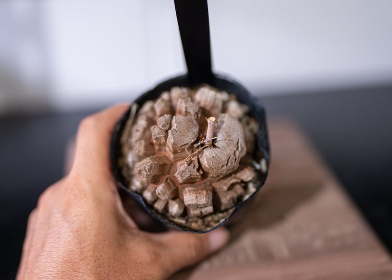 いつえまさん専用ゾウM、パキプス、亀甲竜 キッコウリュウ（亀甲竜