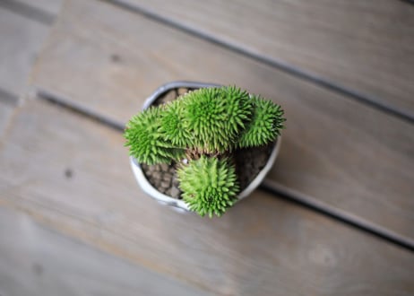 ユーフォルビア　スザンナエ　Euphorbia susannae