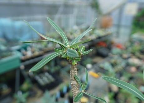 パキポディウム　グラキリス　 Pachypodium Gracilius  No.4