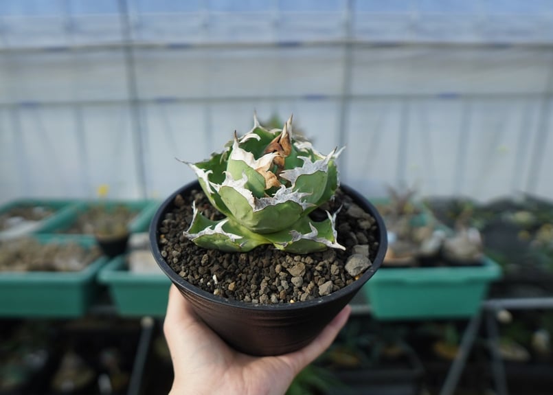 アガベ チタノタ 螃蟹 Agave titanota Crab | mana's farm:塊