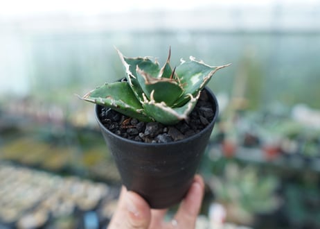 アガベ　チタノタ　白鯨　Agave titanota White whale　No.2