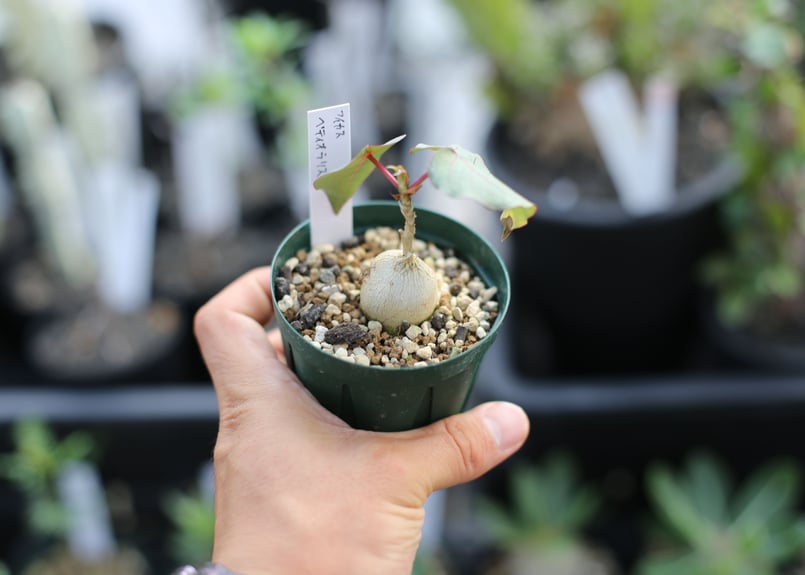 けものフレンズ 直筆サイン入りポスター 根本流風 田村響華 小野早稀