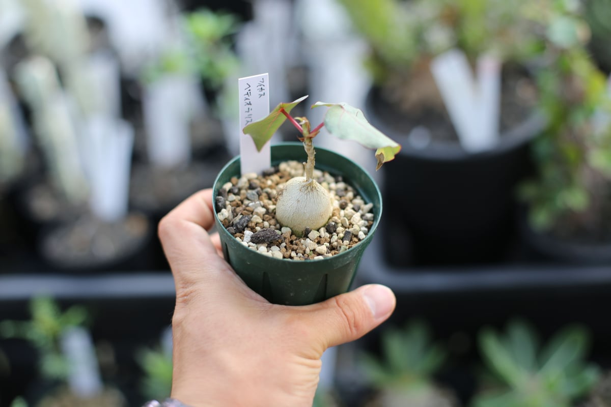 フィカス ペティオラリス | mana's farm:塊根植物・アガベ・ドライ