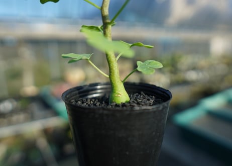 アデニア　グラウカ　Adenia glauca  No.1