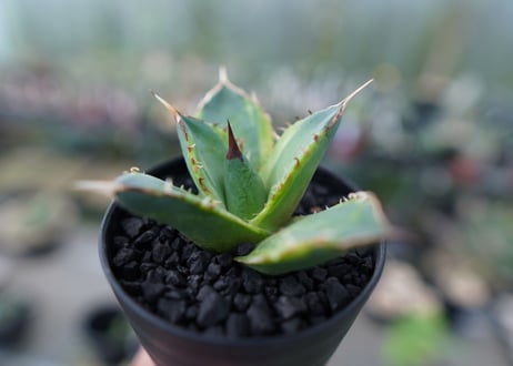 アガベ　チタノタ　黄覆輪　Agave titanota variegata