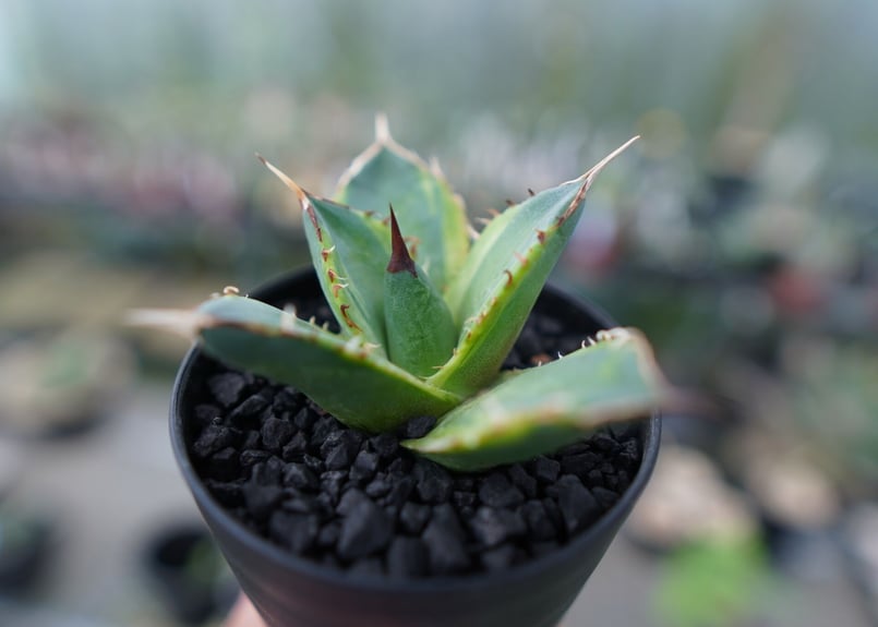 アガベ　チタノタ　蟹覆輪 アガベ 兜蟹錦 白覆輪 Agave isthmensis - メルカリ