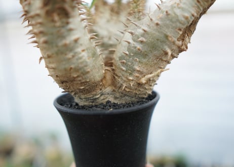 パキポディウム　デンシフローラム　Pachypodium densiflorum　No.4