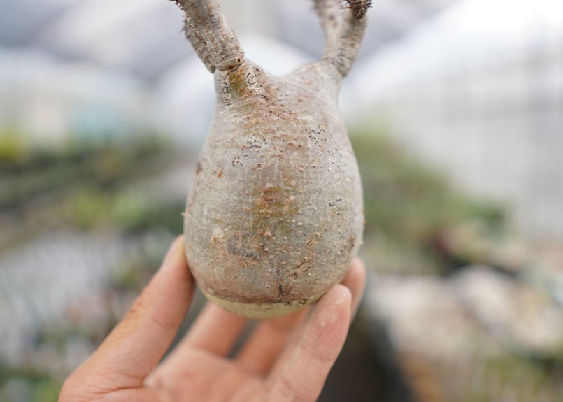 パキポディウム・グラキリス 抜き苗 〈45〉 | mana's farm:塊根植物