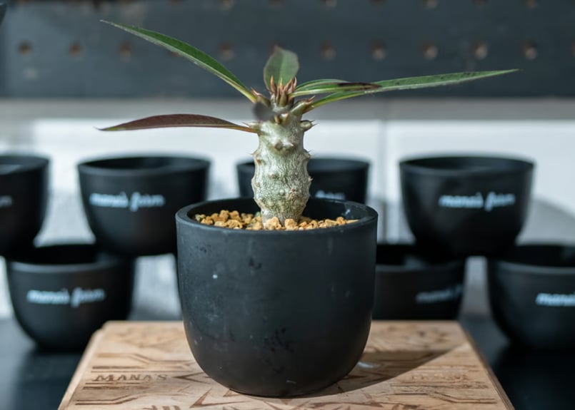 パキポディウム バロニー Pachypodium baronii 沖縄実生 | mana's