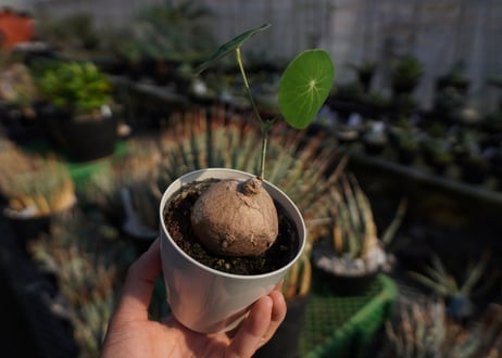 ステファニア　エレクタ　Stephania erecta　NO.2