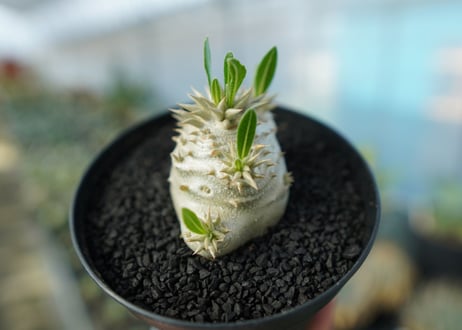 パキポディウム　恵比寿大黒　Pachypodium Densicaule　No.10