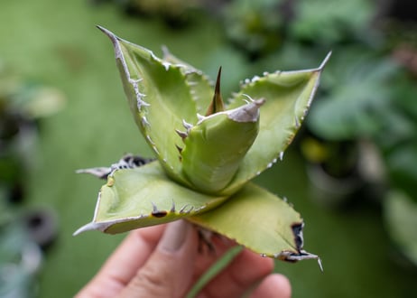 Agave Sowing seeds A NO.1