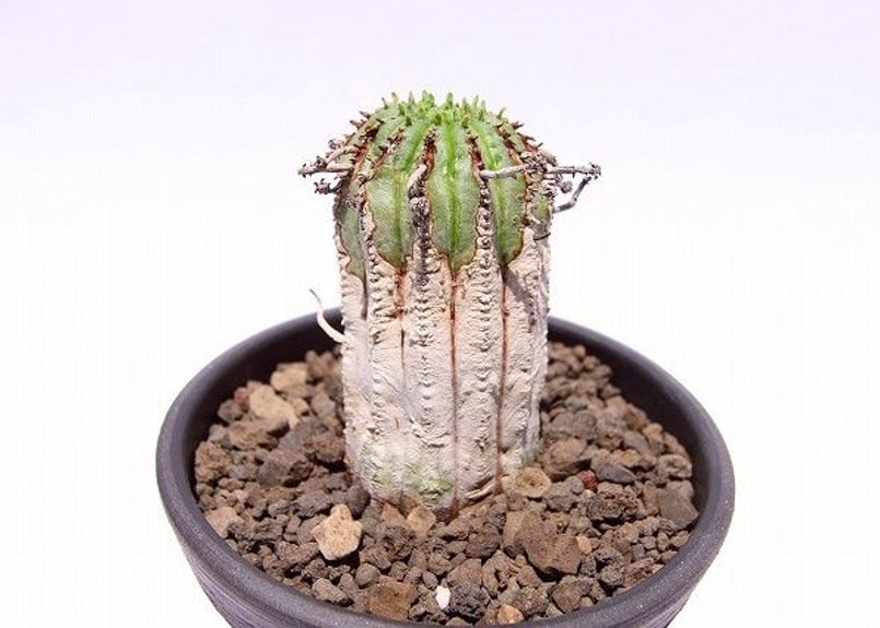 ユーフォルビア オベサ ハイブリッド | mana's farm:塊根植物・アガベ