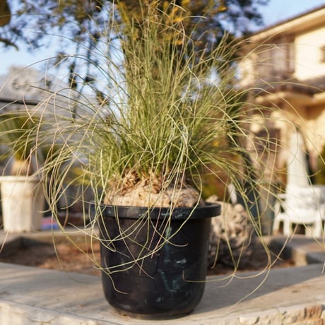 専用出品 特割、リピセット割りカリバナスフーケリー 専用出品 セット、特割 カリバナス フーケリー