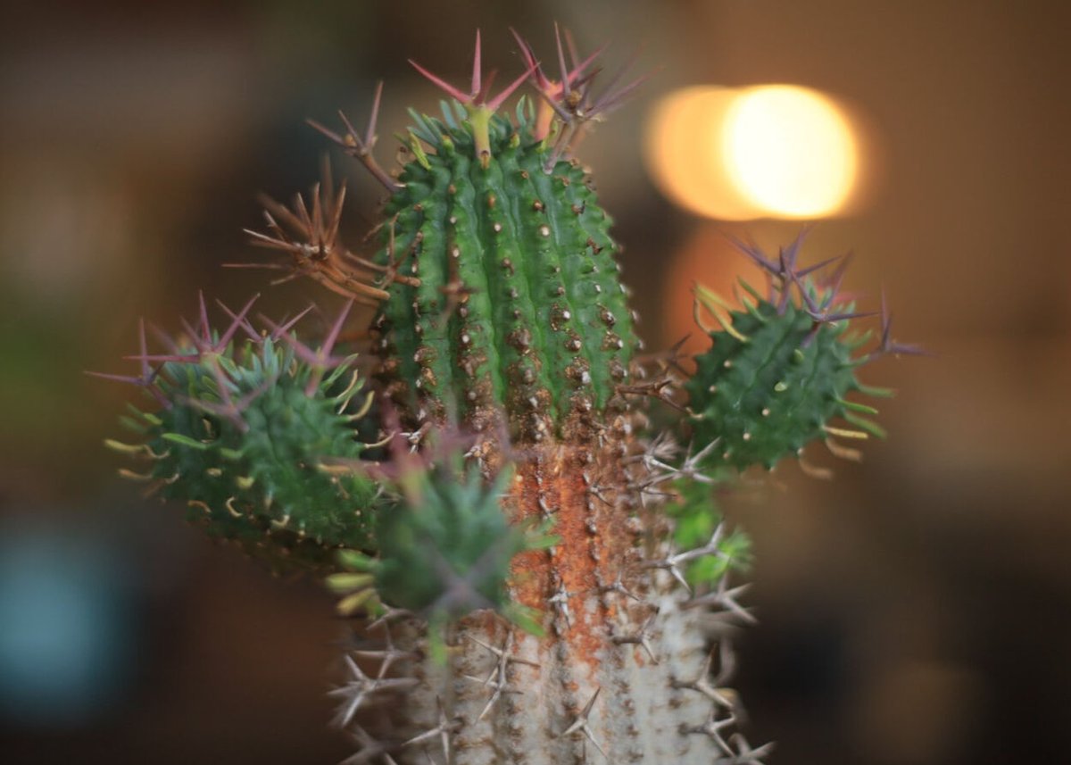 群星冠 Euphorbia stellispina | mana's farm:塊根植物・アガ