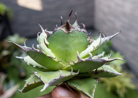 Agave ハデス 黒獄 A  NO.2