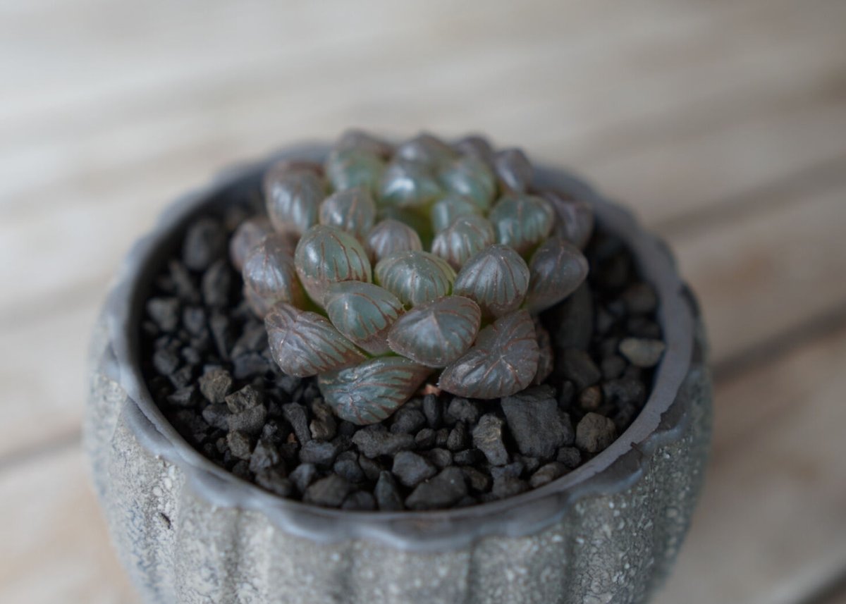 ハオルチア ブラックオブツーサ Haworthia obtusa Black | mana's