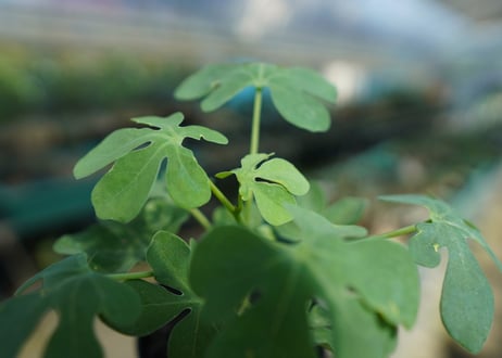 アデニア　グラウカ　Adenia Glauca　No.2