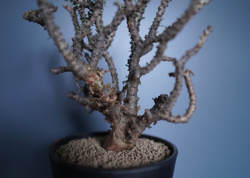 ケラリア ナマクエンシス 〈2〉 | mana's farm:塊根植物・アガベ