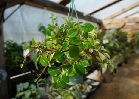 ペペロミア　グラベラ　Peperomia glabella