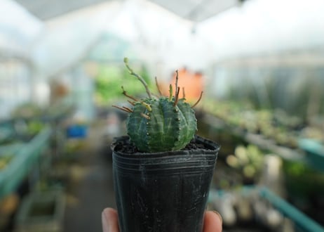 ユーフォルビア　スーパーバリダ　Euphorbia super valida  No.4