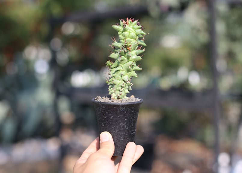 ユーフォルビア ホリダ モンストローサ | mana's farm:塊根植物