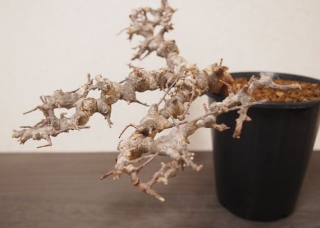コミフォラ エイル Commiphora sp. Somalia Eyl