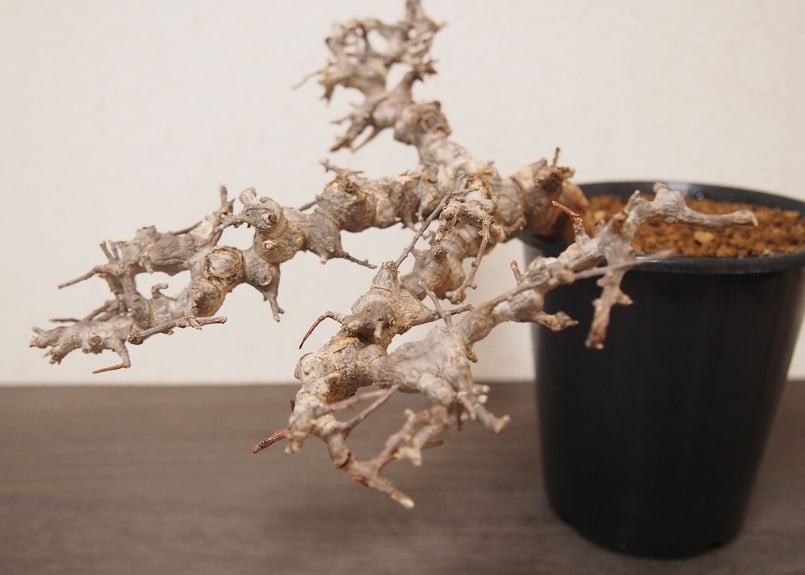 コミフォラ エイル Commiphora sp. Somalia Eyl | mana's g コミフォラ エイル Commiphora sp. Somalia Eyl | mana's g