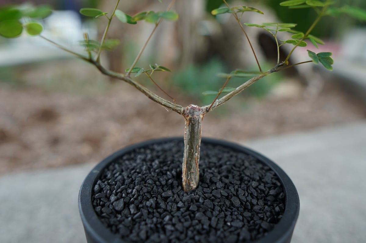 沖縄実生株】デロニクス デカリー Delonix decaryi No.2 | mana's