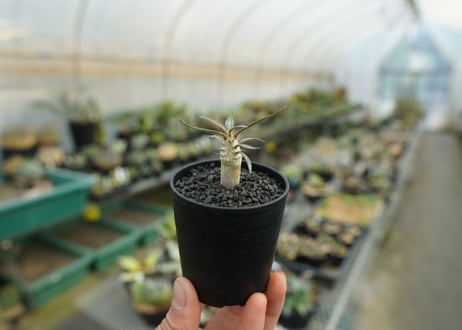 パキポディウム　グラキリス　 Pachypodium Gracilius  No.3