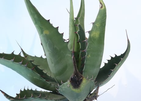 Agave asperrima x gentryi 'Jaws'